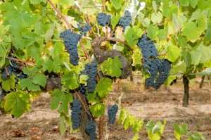 Sogrape Vinhos apresenta projeto científico para evitar falsificações no setor (HiperSuper)