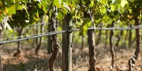 Sogrape Vinhos desenvolve sistema inovador para deteção de castas in situ (Produtores de Vinho)