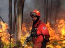 Incêndios: Podia fazer-se mais e melhor «com menos recursos», diz estudo (Diário Digital)