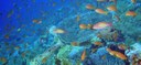 O MarinEyE quer monitorizar os oceanos para poupar recursos (Porto 24)