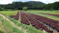 Robôs contra pragas. Máquinas "inteligentes" revolucionam agricultura nacional (AgroNegócios)