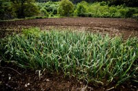 Sensores portugueses poupam água na produção agrícola (Público)