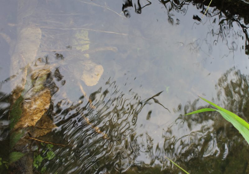 INESC TEC colabora em estudo sobre migrações dos peixes 