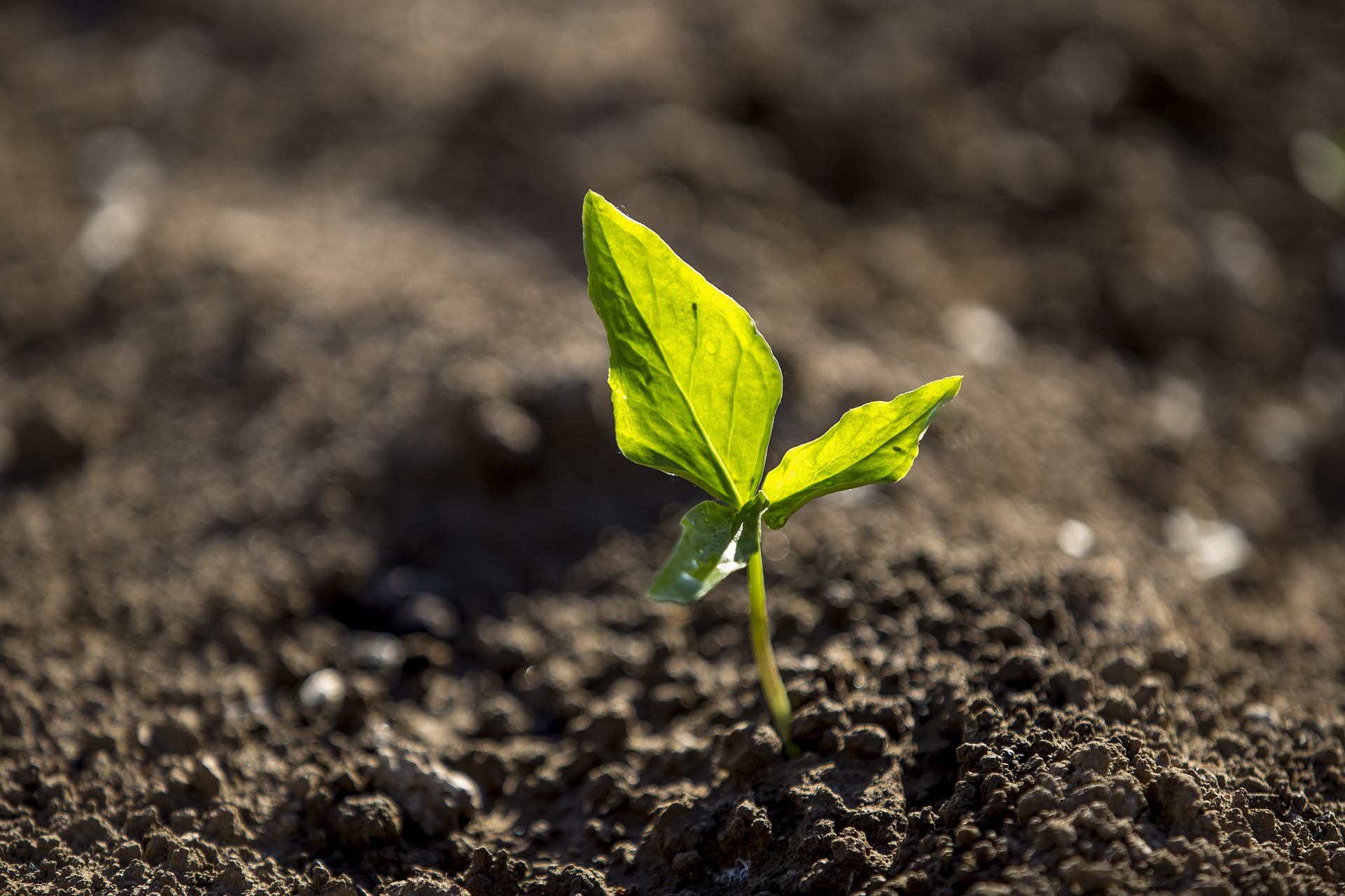 INESC TEC quer aumentar a eficiência do uso de água em agricultura